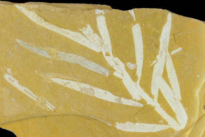 Fossil Conifer (Podozamites) Plate - Australia #133634
